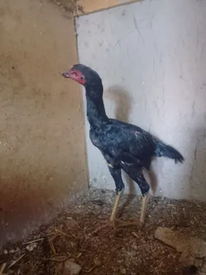 Arzon xoʻrozchalar 1