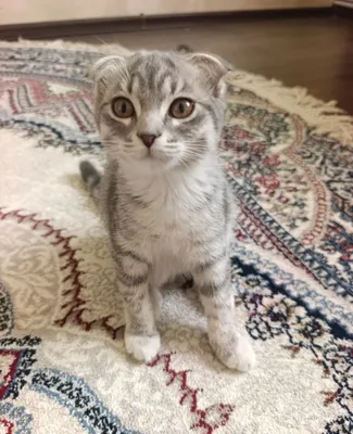 Scottish Fold va Straight mushuklari 1
