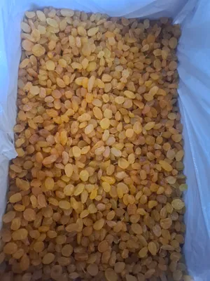 golden mayiz