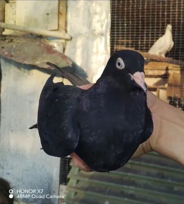 Продаются голуби 1