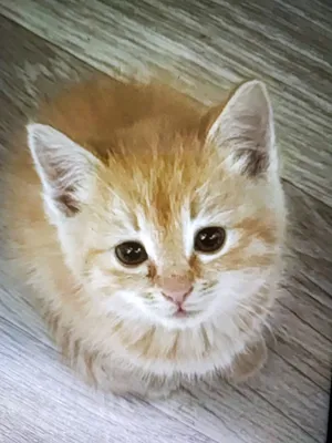 Рыжий котенок в добрые руки. 1