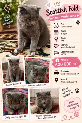mushuk sotiladi scottish fold 8 oylik sog'lom 1