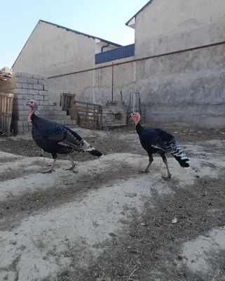 Domashniy kurkalla sotiladi srochna 1