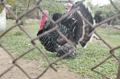 Kurkalar oilasi sotiladi 1