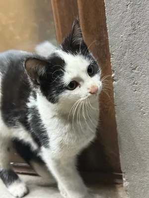 Котята 3,5 месяца 1