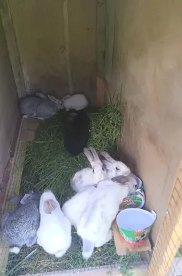 Продаются кролики