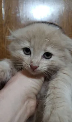 Mushukchalar sotiladi. Scottish Fold 1