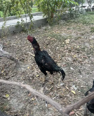 Dakan pircha sotiladi 7 8 ta yutgan 1