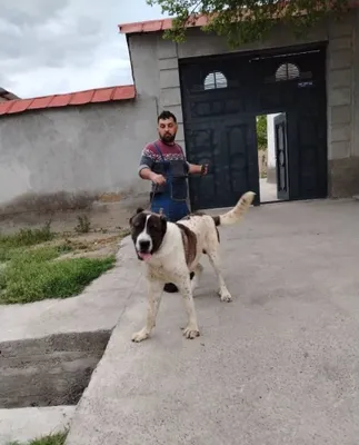 ALABAY ti sotiladi 1