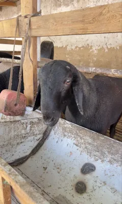 Овцы, бараны хисори 1