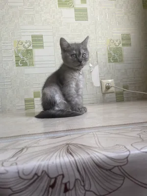 sotiladi serebristi shinshilla 1