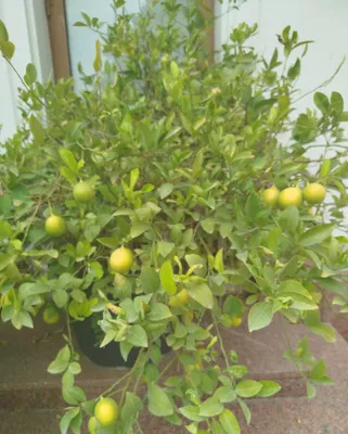 Lemon daraxt zo'r hosili bor sotiladi 1