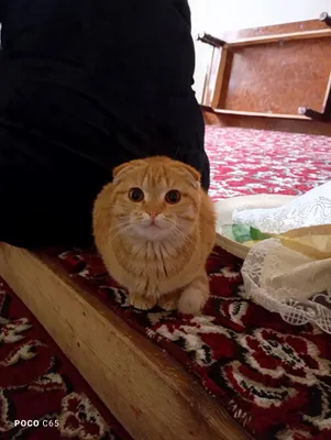 Продаётся кошка