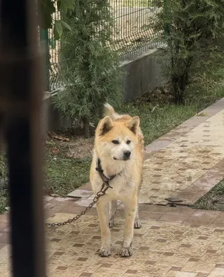 Акина ину продается собака 1