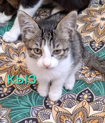 Котята бесплатно 1