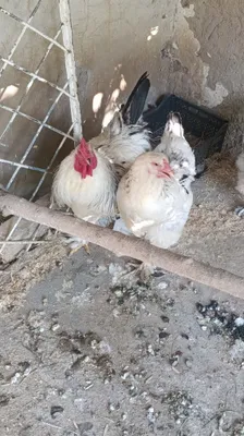 Петух породы брама 1