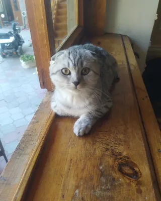 Котёнок породы скоттиш-фолд 1