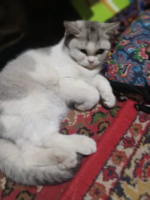 Mushu oq qora zotini blmiman 1