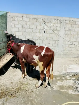 Продаются здоровые бычки 1