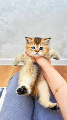 Шиншилла, привитая 1