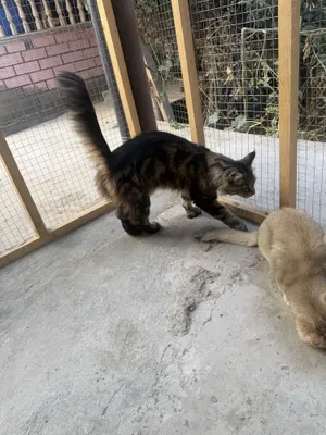 Xojayinining jabduqlari bolgan qul