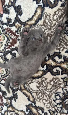 Шотланскый скоттиш фолд 1