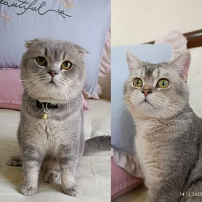 Породистые коты для вязки 1
