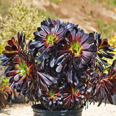 Daraxtsimon eonium (Aeonium arboreum) — 12 sm 1
