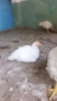 Broiler tovuqlar 1