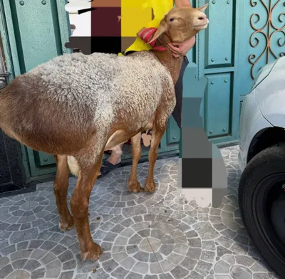 Есть овцы, Ташкент 1