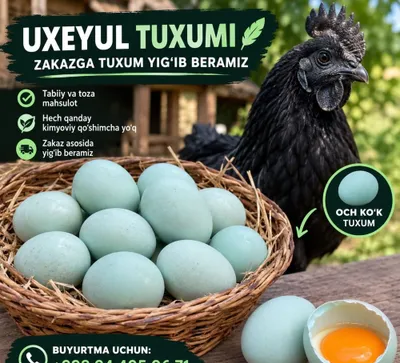 Qora tovuqi kok tuxumi sotiladi