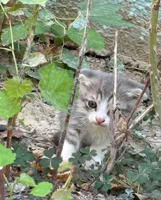 Bukilgan quloqli mushukchalar 1
