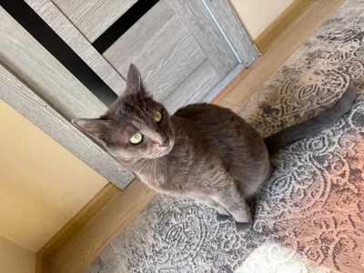 Er, xotin va qiz jinsiy aloqa video Porno soxta Bianca