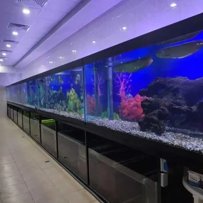 Профессиональная чистка аквариума AQUALlFE 1