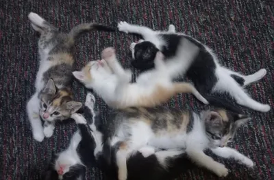 Отдам котят