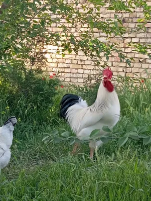 Продаются два петуха породы Адлер 1