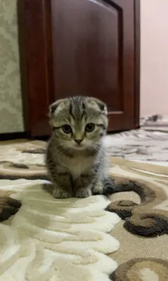 Красивые умные котята породы скоттиш-фолд, похожие на маму 1