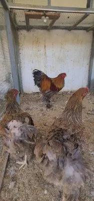 Продаются куры породы брама 1