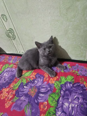 Британская короткошёрстная кошка, 4 месяца 1