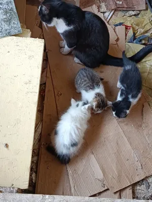 Mushuklar sotiladi 1
