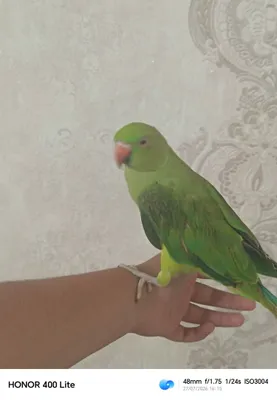Попугай, на 100% привыкший к рукам 1