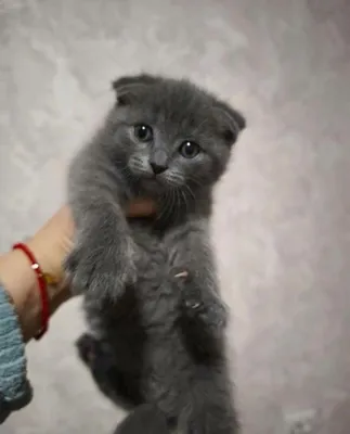 Фолд и страйт котята