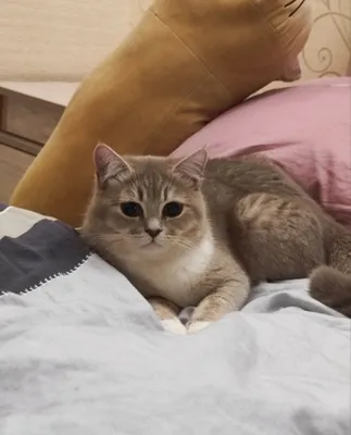 Котята породистые 1