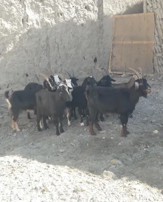 Продаётся жирная молодая коза 1
