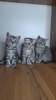 Котята 1