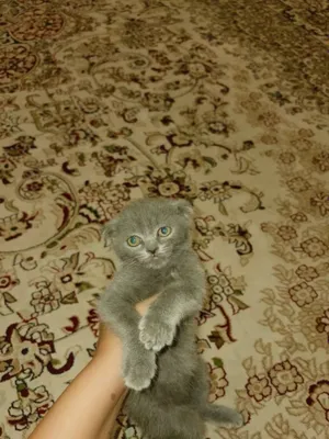 Scottish Fold 1 oylik, erkak mushukcha 1