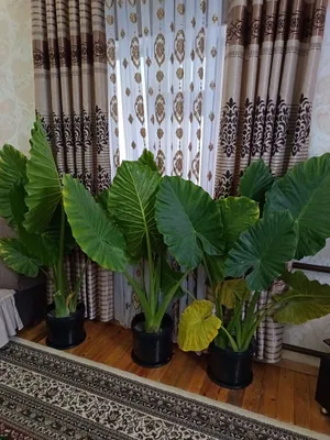 gullar sotiladi honaki 1