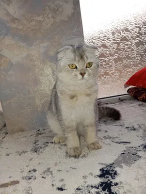 Породистый котёнок 1