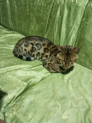 Semenovich bilan porno video tomosha qiling Porno videolarda akusherlar