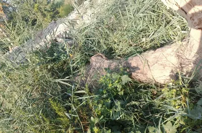 Ореховое дерево, длина 4 метра, диаметр 40 см 1